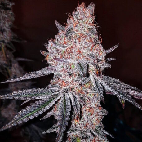 Ethos Genetics - Strawberry Cookies OG R1