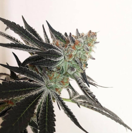In House Genetics - Candy Cane (10-Pack)
