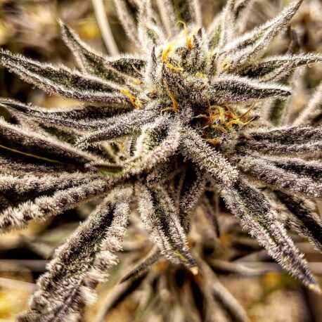 In House Genetics - Platinum Jelly (Single)