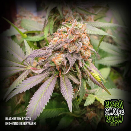 Green Smoke Room Seeds - Blackberry Poison - Image 2
