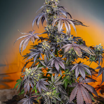 Sweet Seeds - Red Gorilla XL Auto (5-Pack) + 2 Free