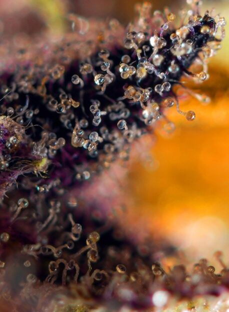 Sweet Seeds - Dark Devil Auto (5-Pack) + 2 Free - Image 2