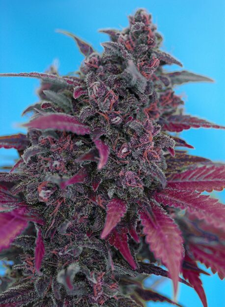 Sweet Seeds - Dark Devil Auto (5-Pack) + 2 Free