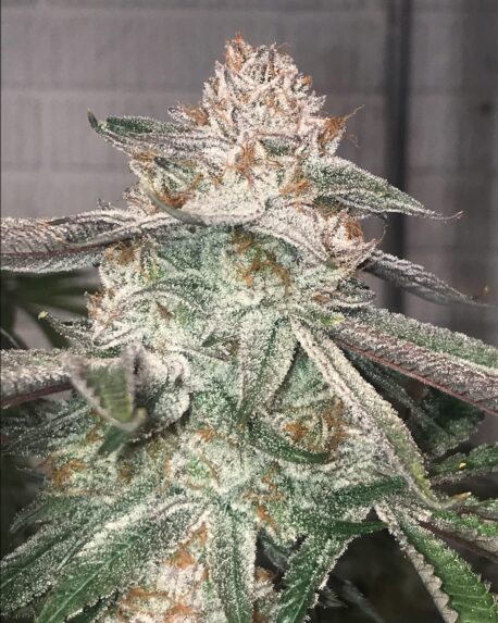 In House Genetics - Jungle Diamonds (Single)