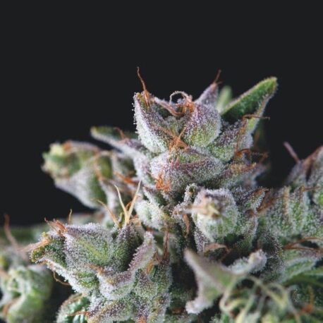 Pyramid Seeds - Gorila (5-Pack) + 2 FREE