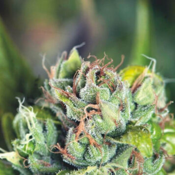 Pyramid Seeds - Tahoe Cure (5-Pack) + 2 FREE