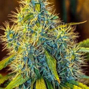 Seedsman - White Widow