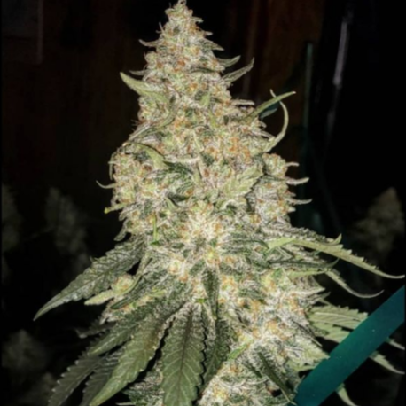 Ethos Genetics - Grandpa's Stash