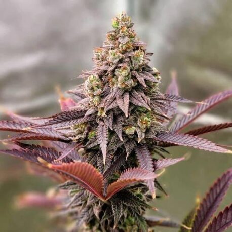Ethos Genetics - Punchberry Cookies Rbx