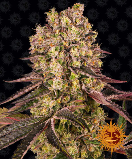 Barney's Farm - Runtz Muffin