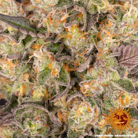Barney's Farm - Runtz Muffin - Image 2