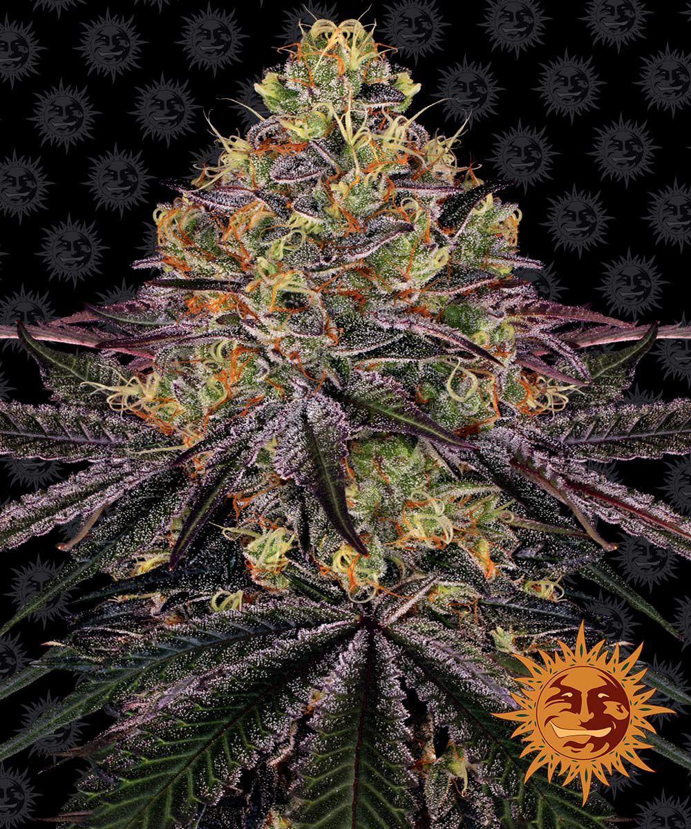 Barney's Farm - Watermelon Zkittlez