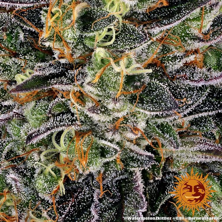 Barney's Farm - Watermelon Zkittlez - Image 2