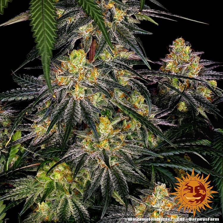 Barney's Farm - Watermelon Zkittlez - Image 3