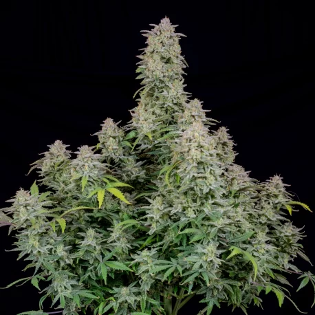 Fastbuds - Forbidden Runtz