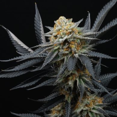 Perfect Tree - Peach Tree (6-Pack)