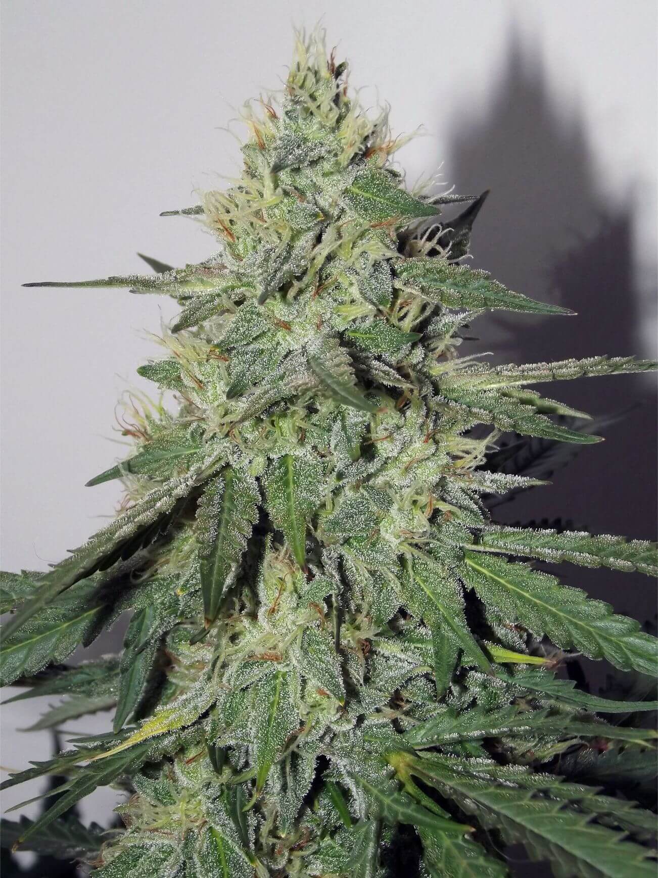 Mephisto Genetics - Chemdogging Auto (7-Pack)