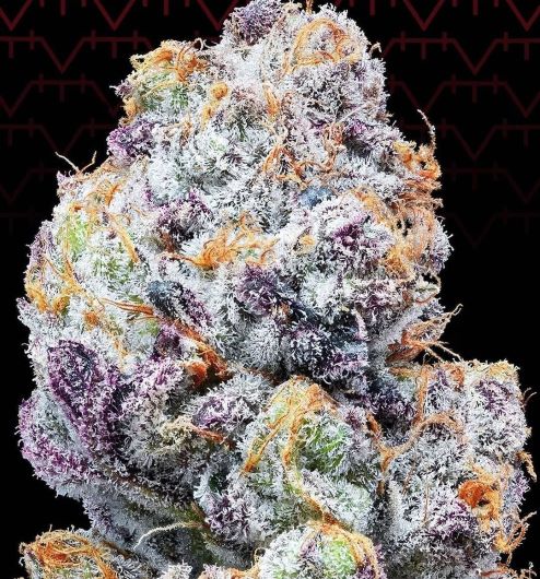 In House Genetics - Color Of Space