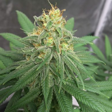 Expert Seeds - Mac1 (10-Pack) + 5 Free