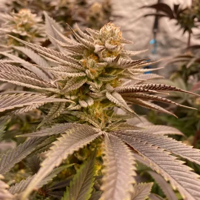 In House Genetics - Tropic Banana