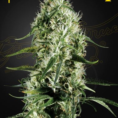 Green House Seeds - Super Silver Haze (10-Pack)