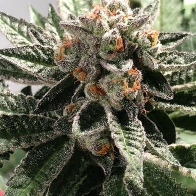 In House Genetics - Cactus OG (Single) (Regular)