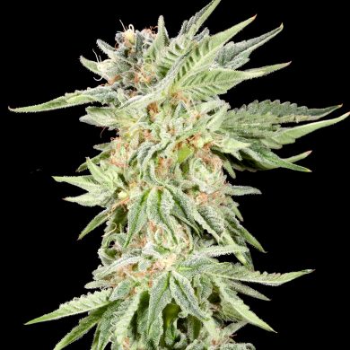 Elev8 Seeds - Gelato Sundae Feminised