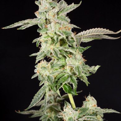 Elev8 Seeds - Giscotti Feminised