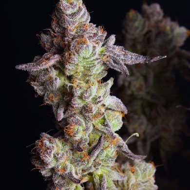 Elev8 Seeds - Punch Cake Feminised