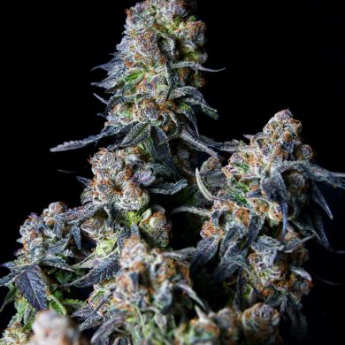 Elev8 Seeds - Triple Scoop Feminised