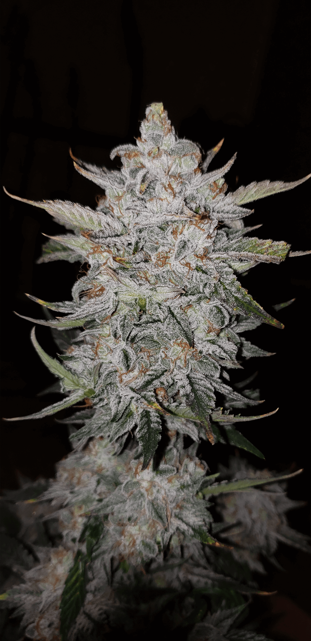 Mephisto Genetics - Forum Stomper Auto (Single)
