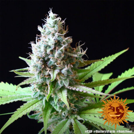 Barney's Farm - LSD - Image 2