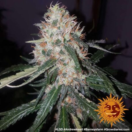 Barney's Farm - LSD - Image 3