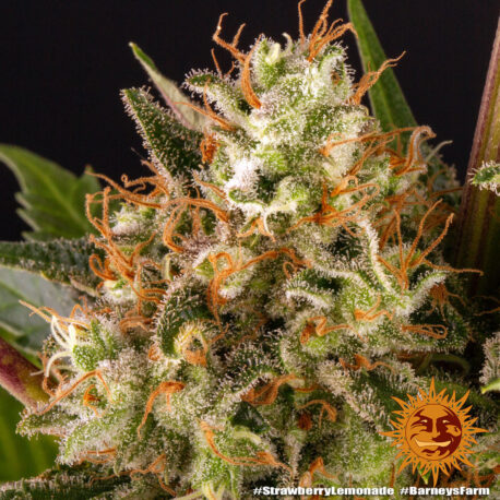 Barney's Farm Seeds - Strawberry Lemonade - Image 2