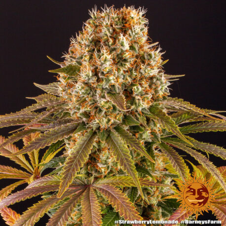 Barney's Farm Seeds - Strawberry Lemonade - Image 3