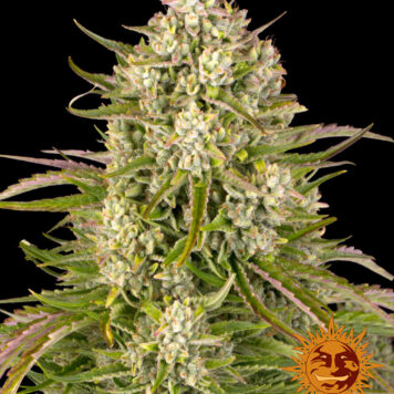 Barney's Farm - Wedding Cake Auto