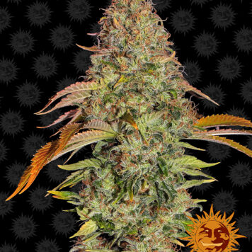 Barney's Farm - Zkittlez OG Auto