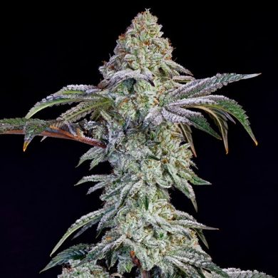 Ethos Genetics - Grandpa's Cookies #6 S1 (Single)