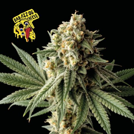 Seedsman - Badazz OG Cheese
