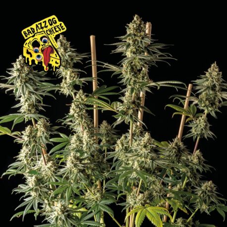 Seedsman - Badazz OG Cheese - Image 3