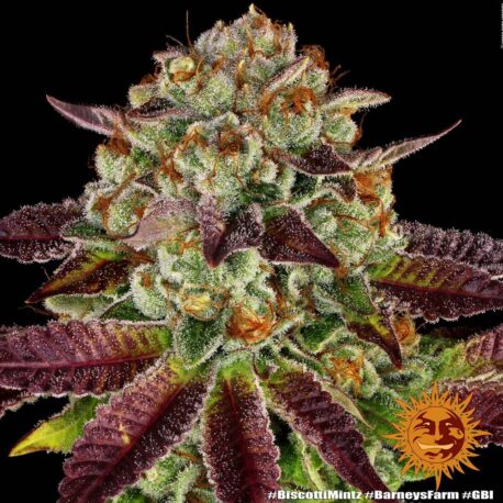 Barney's Farm - Biscotti Mintz - Image 3