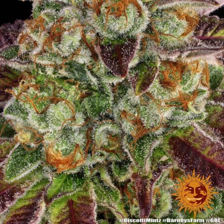 Barney's Farm - Biscotti Mintz - Image 4