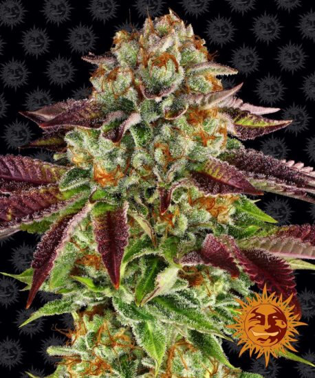 Barney's Farm - Biscotti Mintz