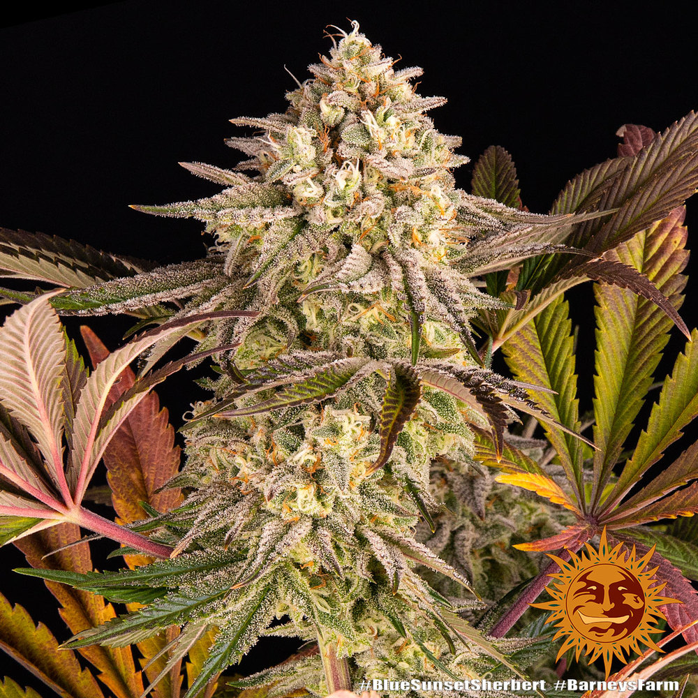 Barney's Farm - Blue Sunset Sherbert - Image 2