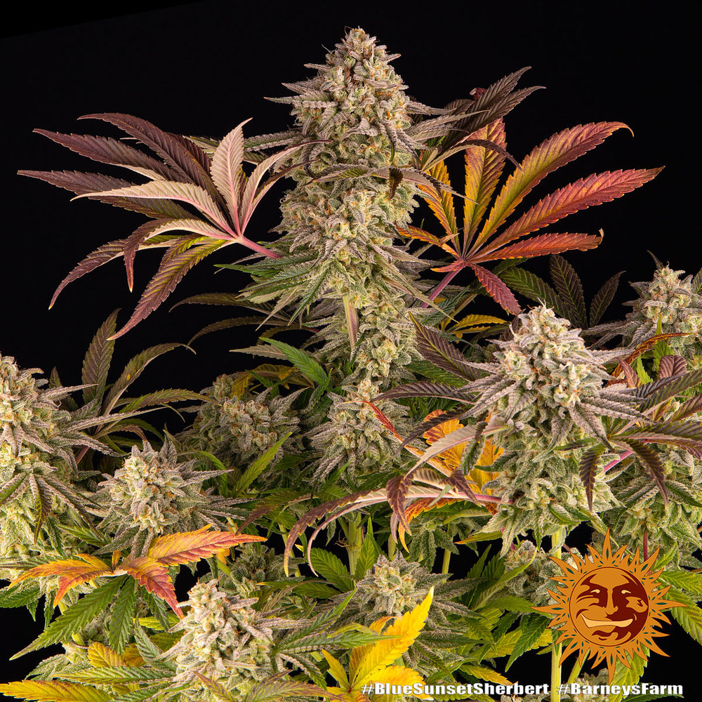 Barney's Farm - Blue Sunset Sherbert - Image 3