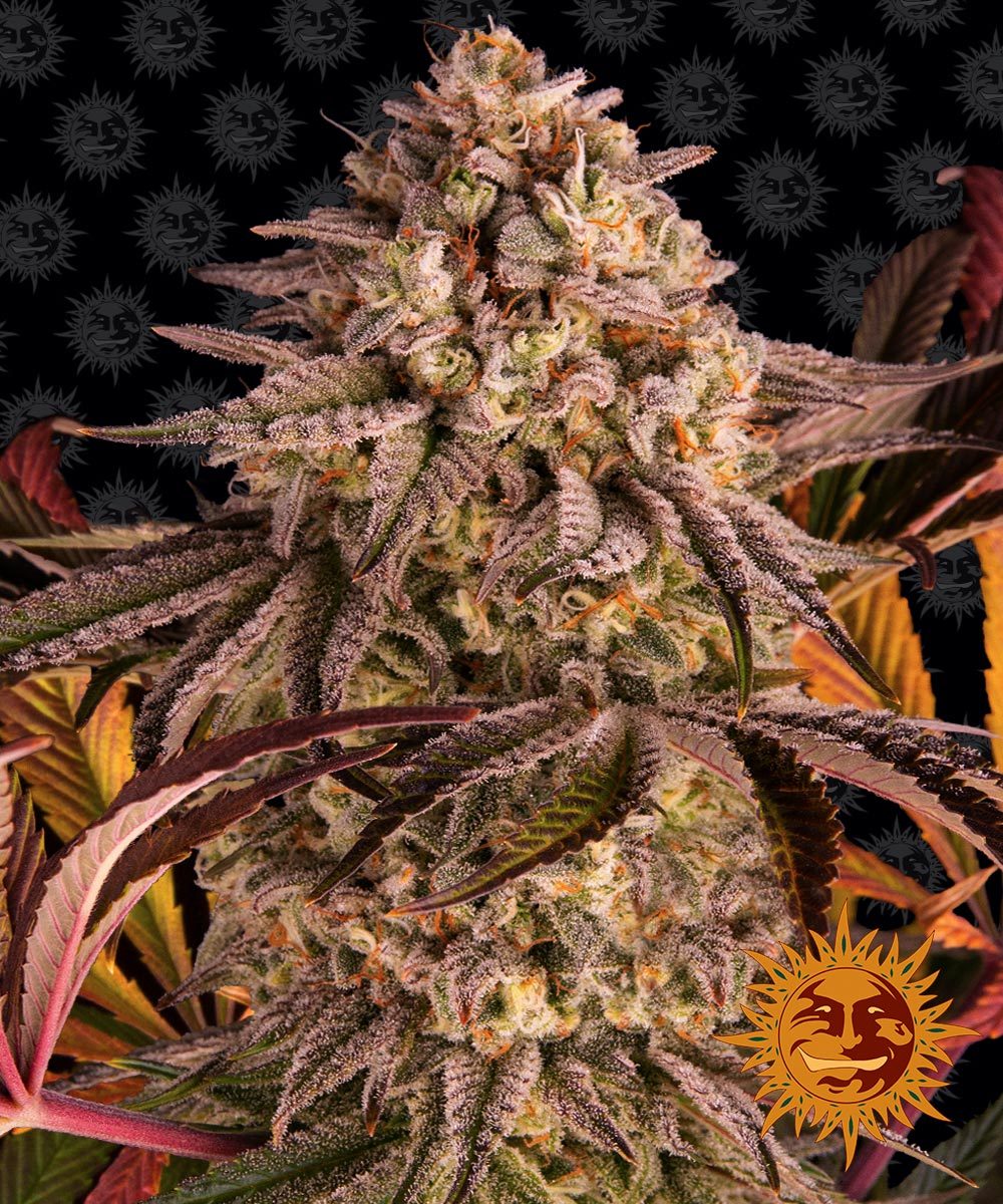 Barney's Farm - Blue Sunset Sherbert