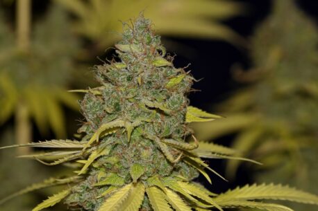 Seedsman - Badazz OG Cheese - Image 4