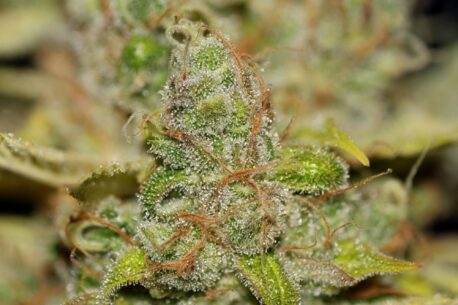 Seedsman - Badazz OG Cheese - Image 5