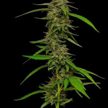 Humboldt Seed Company - Strawberry Cheesecake