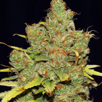 Seedsman - C99 x Blueberry FAST